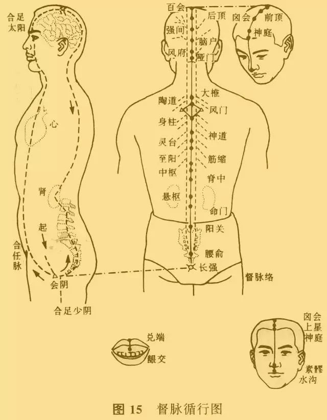 女性属阴,任脉相对来说更为重要.