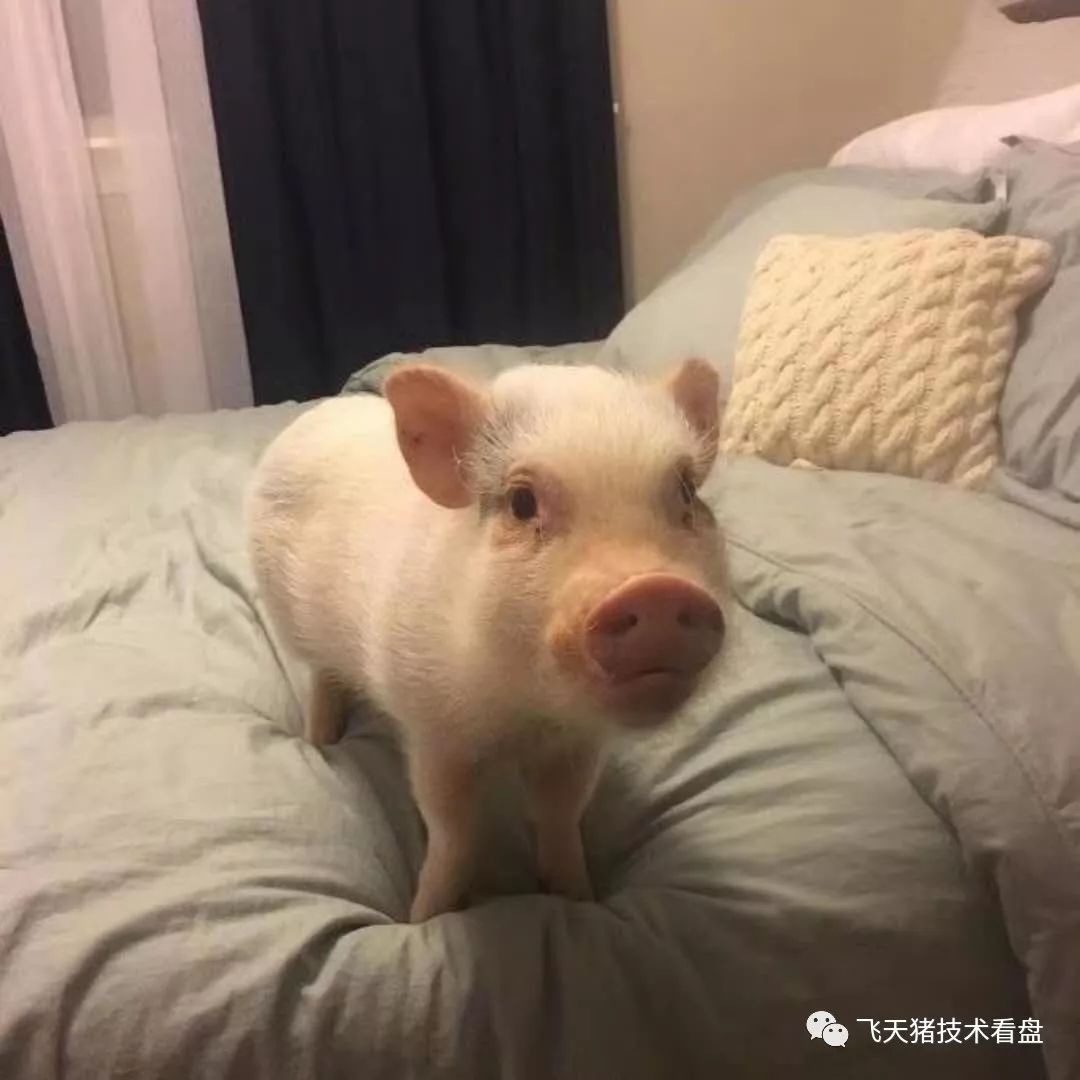 床上一只猪 返回搜 责任编辑