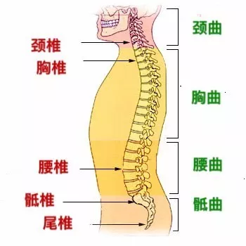 脊柱由上往下分成颈椎段,胸椎段,腰椎段,骶椎和尾椎.