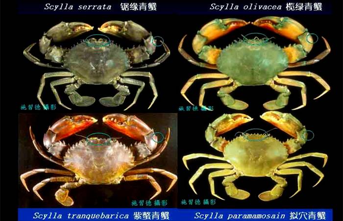 青蟹一共有四种,分别是锯缘青蟹,紫螯青蟹,榄绿青蟹和拟穴青蟹.
