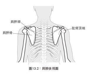 肩膀酸痛难忍?4 个舒缓点教你如何缓解