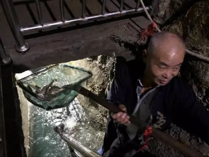 神奇！重庆一老汉挖出一口泉水，每天有千斤鱼