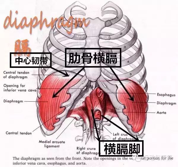 而当横膈膜脚收缩时,也会改变胸腔体积使得胸腔内压力减少,但唯一不同