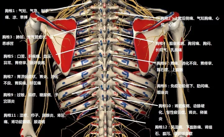 10张图,康复专家为您剖析8个导致胸椎疼痛的原因