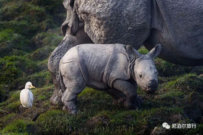 亚洲独角犀属(学名:rhinoceros)仅有二种动物,爪哇犀和印度犀.