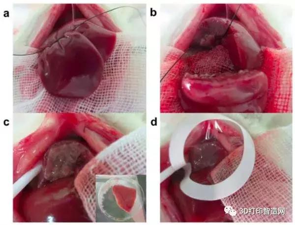 画面太科学家成功将3d生物打印的肝芽移植到老鼠体内