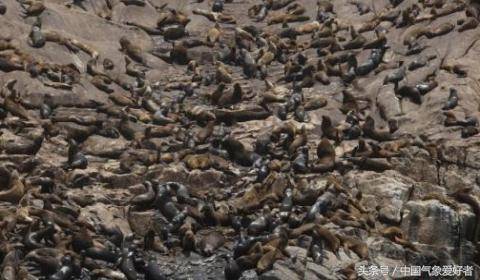 贝加尔湖发现大量海豹尸体,暗示一场新的环境危机?