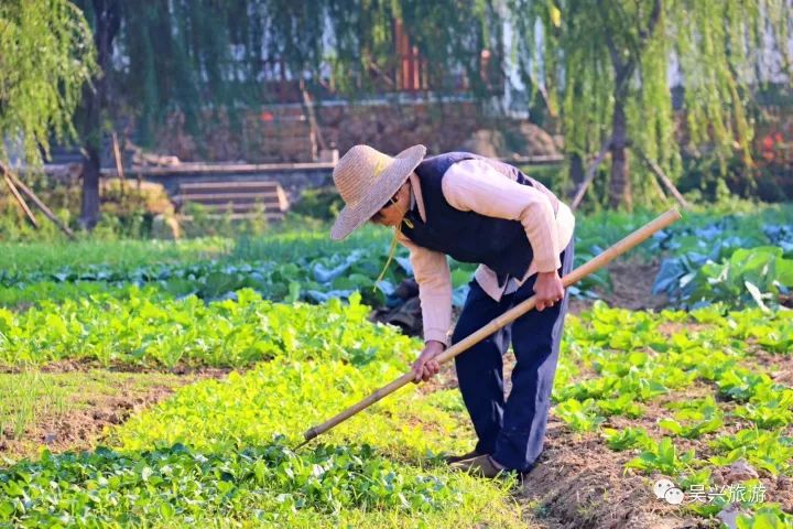 勤劳的杨楼村村民