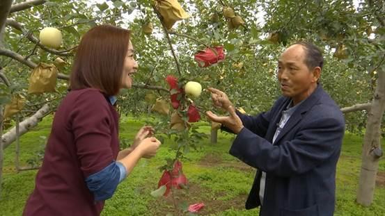 咱们家乡有特产（秋收系列）——甘肃庆阳：苹果也是生必博体育财果(图6)