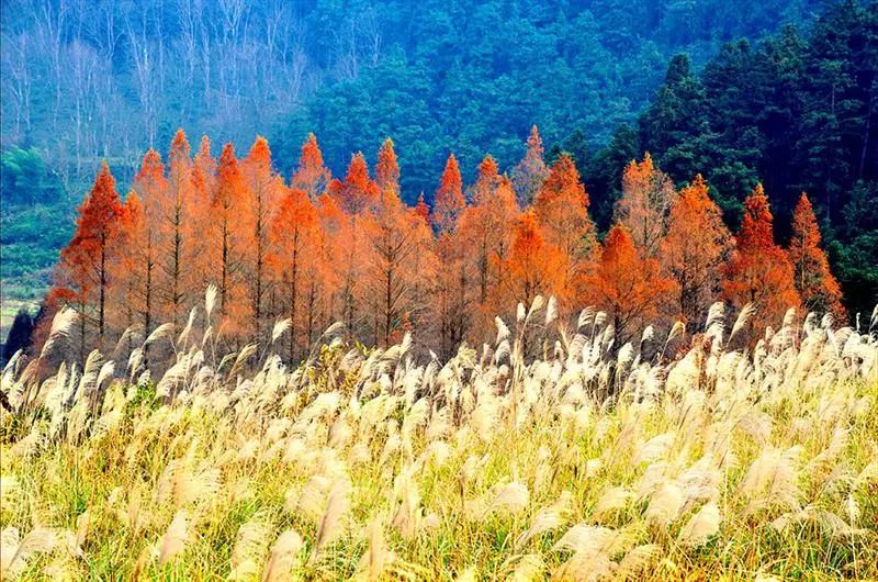 靖州有多少人口_靖州飞山寨图片