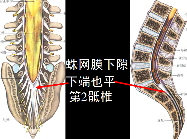 史上最详细的椎管结构影像图,果断收藏!