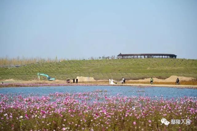 刚刚拍的,鄢陵鹤鸣湖!朋友圈已经传疯了