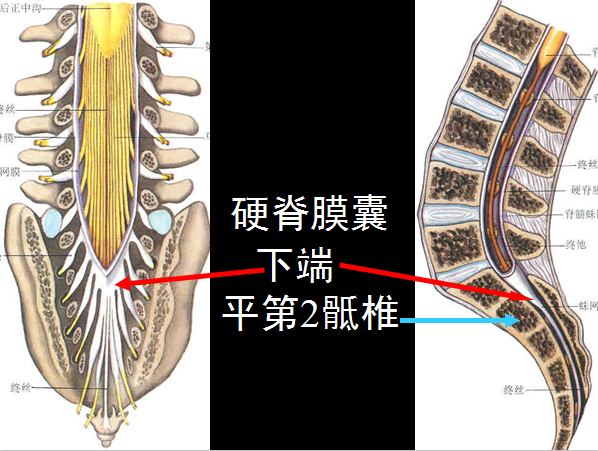 史上最详细的椎管结构影像图,果断收藏!