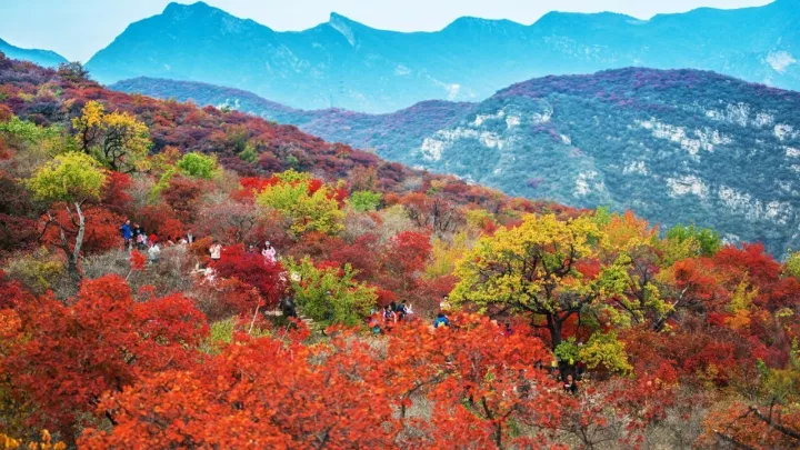 坡峰岭景区红叶节