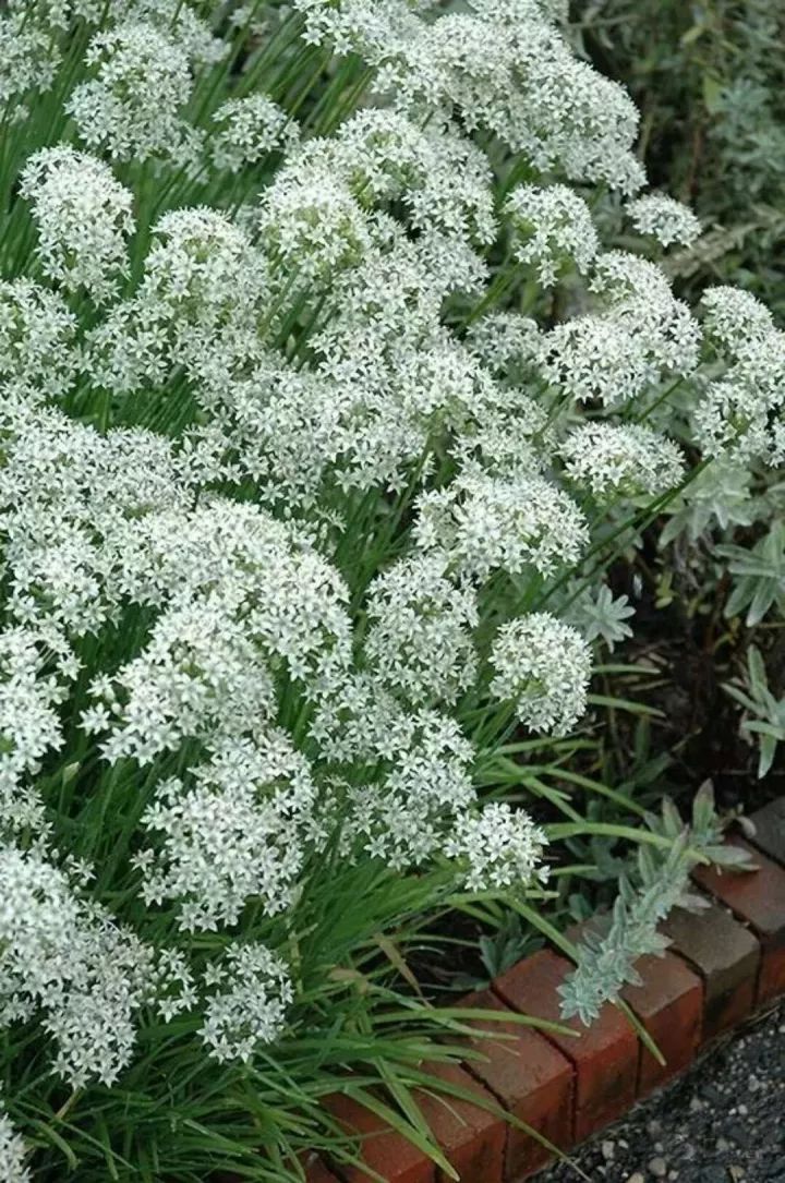 【植识】韭菜花和花葱也是一番美景