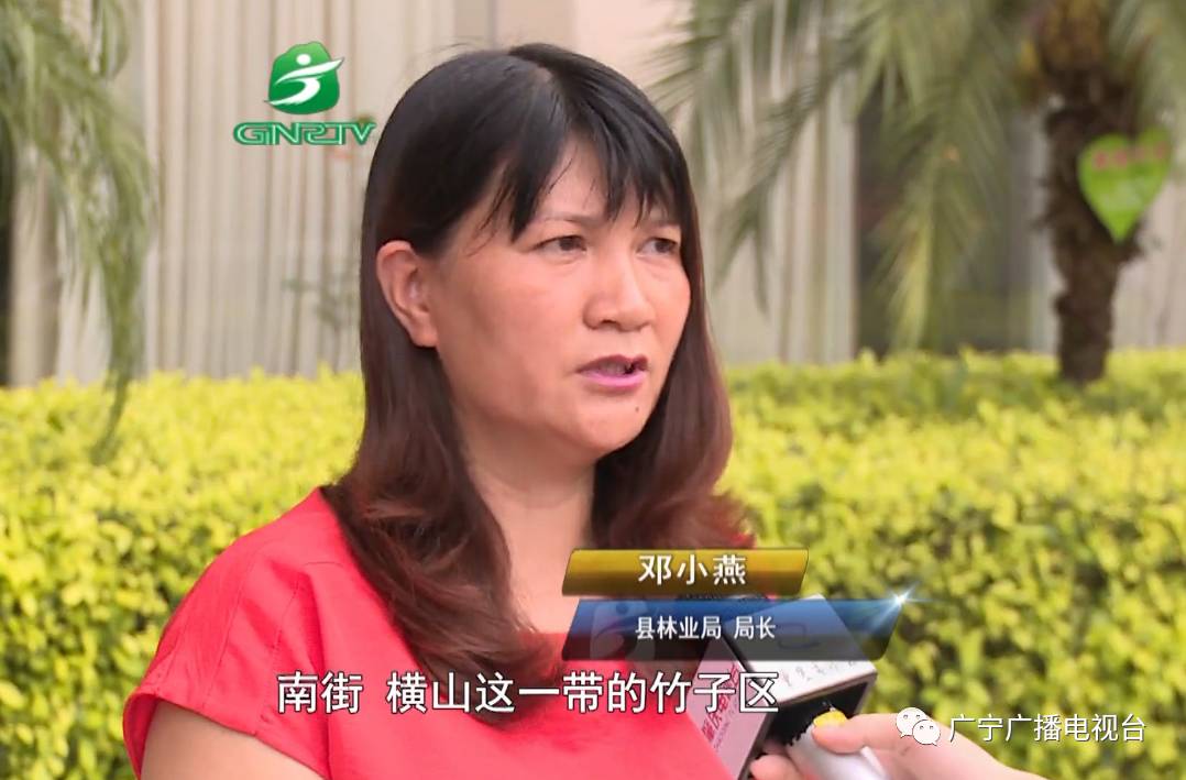 县林业局局长邓小燕:我们打算在竹子区链接横山这一带的竹子丘建立一