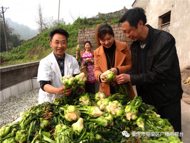 彭老总种菜_种菜图片