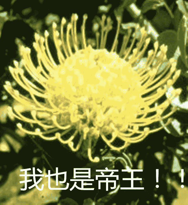 从"海神波塞冬的长子"到花の王中王—永不凋谢的protea cynaroides