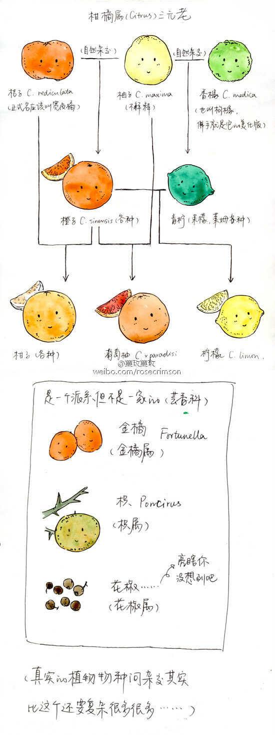 为什么杂交出来的橙子能繁衍后代,是因为太没节操了吗