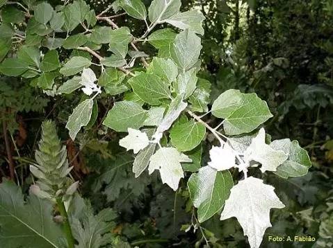 双色叶植物你知道多少