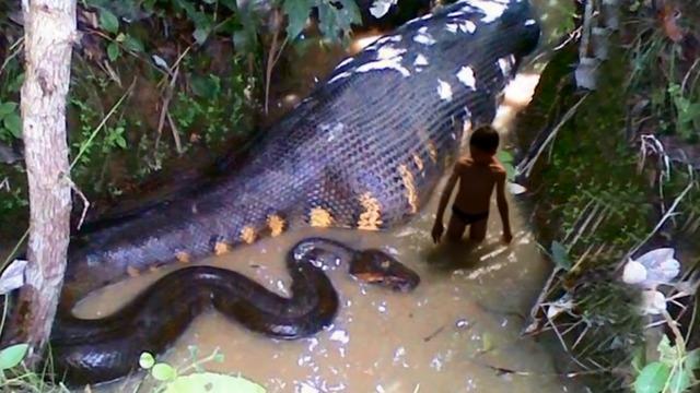 世界上最大的蛇?亚马逊河域森蚺