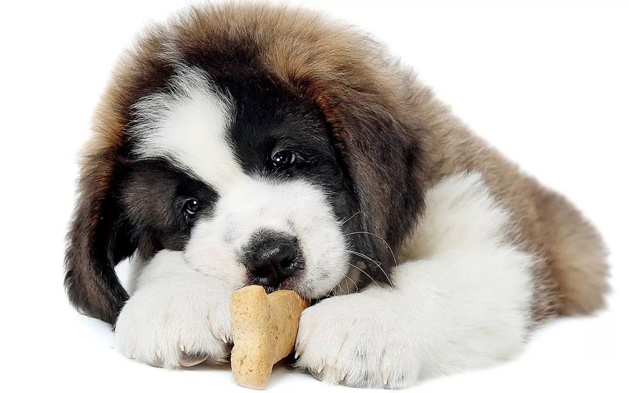 40 多张免费的“Saint Bernard”和“狗”照片 - Pixabay