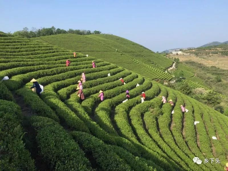 在这美好的季节我们相约中国最美茶园南山茶场把酒桑麻共话乡情乡愁