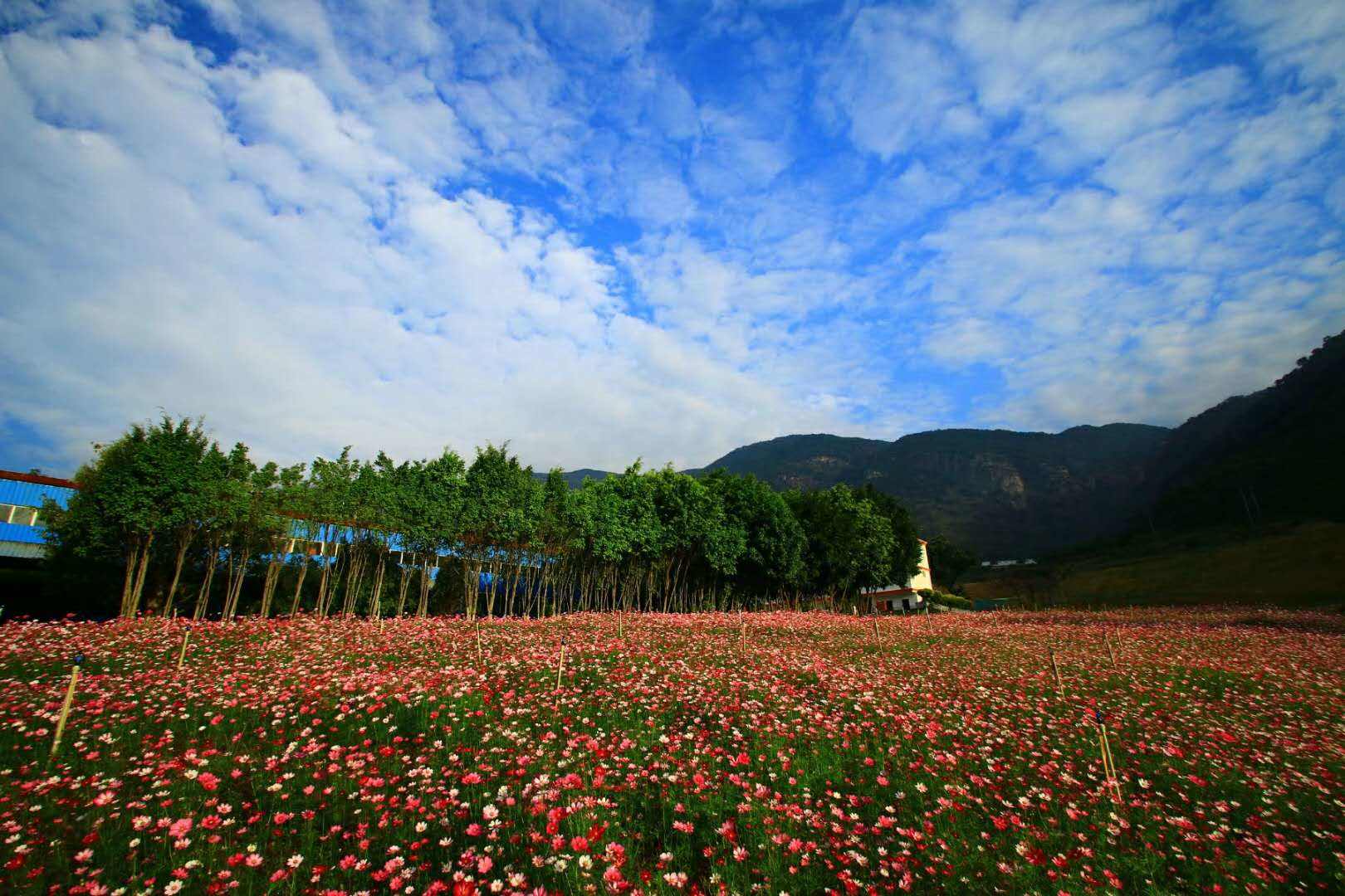 攀枝花玉佛寺景区位于机场路南侧,整个景区规划建筑总面积约3万平方米