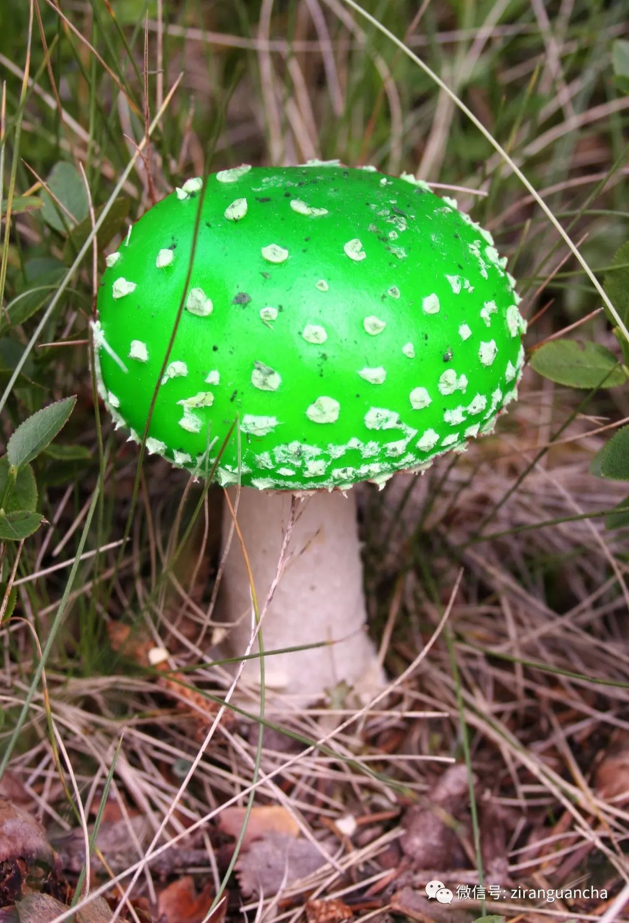 这个是amanita muscariavar guessowii"毒蝇伞"是最好辨认的蘑菇之一