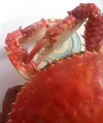 螃蟹怎么弄死吃