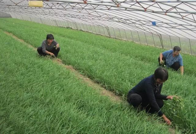 什么样的土壤适合种植韭菜