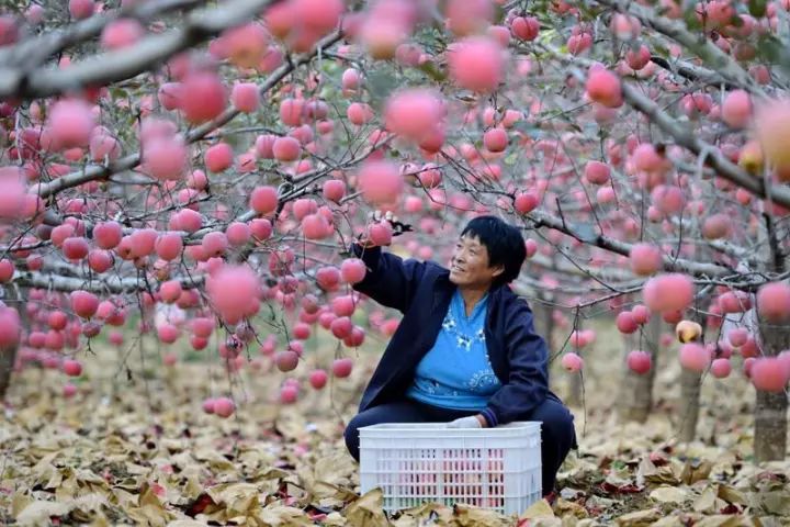 哇~!摘苹果喽