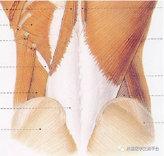 (针刀篇)腰骶部针刀治疗