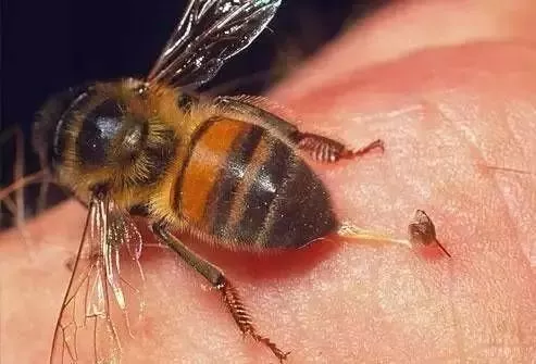 因马蜂毒呈弱碱性,可用食醋或1%醋酸擦创伤处.