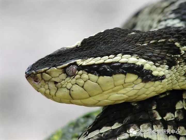 【bothrops】它是让人死法最难看的毒蛇……胆小误入