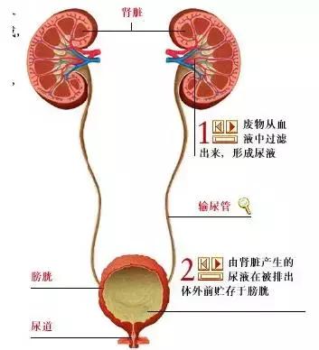 肾结石和胆囊结石,应与哪些常见疾病进行鉴别诊断?