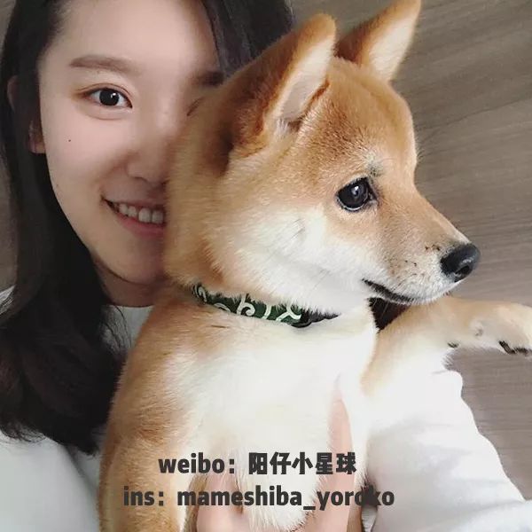 看了这只柴犬逆天的仙女颜,我再也不敢叫自己『小仙女