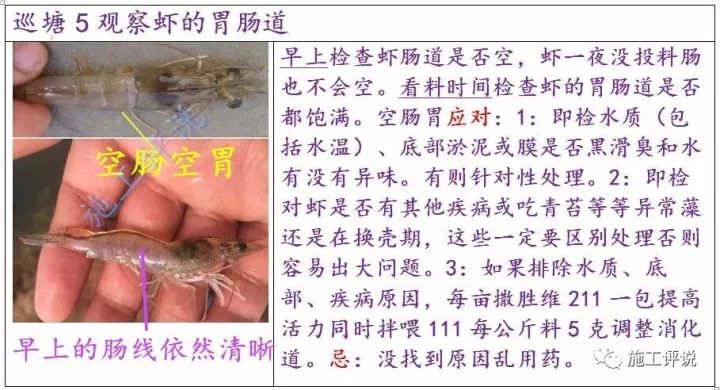 看图识虾|怎么观察对虾的消化系统与对虾解剖