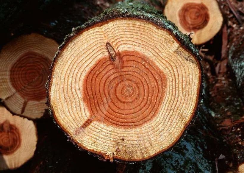 7亿年前的树是怎么生长的?"密集恐惧症"莫入