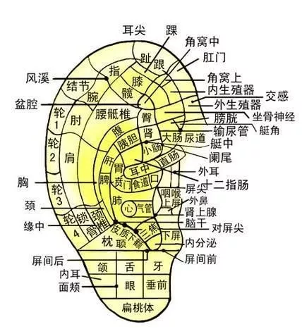 每天坚持按摩耳朵1分钟,极大促进五脏六腑的气血循环