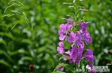 用植物如山杏,野亚麻(俗名野胡麻)等;纤维植物如芨芨草,龙须草,马莲等