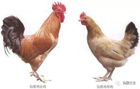 仙居鸡凭借肉质鲜嫩,味道鲜美,生活力强,适应性广,产蛋率高等优势