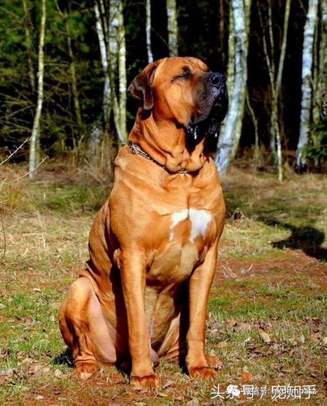 土佐犬可以说是人工定向培育的超级斗犬,也是全世界范围内除了比特犬