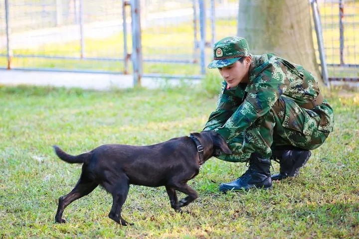 《奇兵神犬》今晚热血首播,杨烁沙溢张大大姜潮张馨予化身训犬员传递