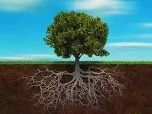 果树根系,一年四季都是如何生长的