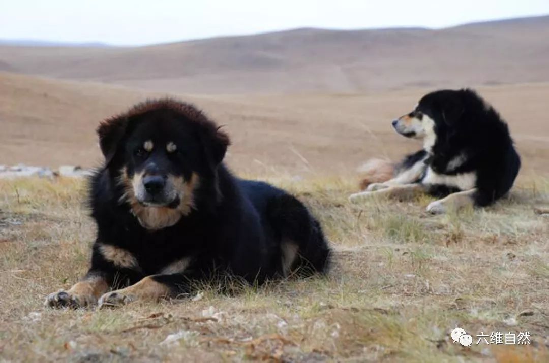 来自东方的驱狼犬,蒙古牧羊犬不畏惧野狼