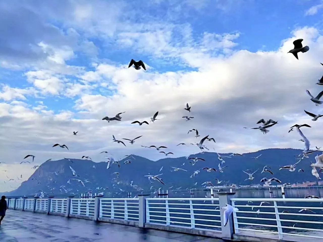 论海鸥对昆明的重要性:有没有海鸥的海埂大坝,景致天