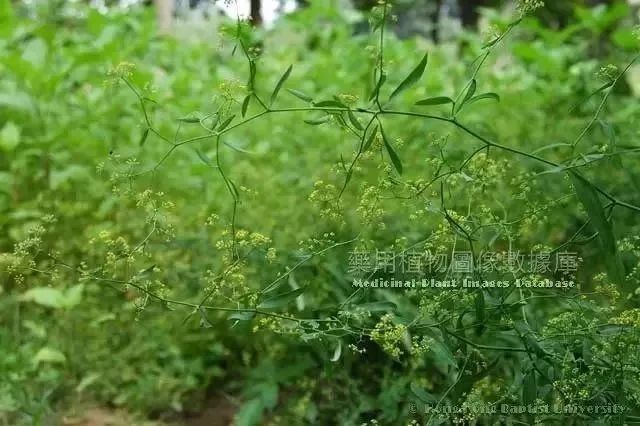 【方塔中医 | 每周学中药】柴胡