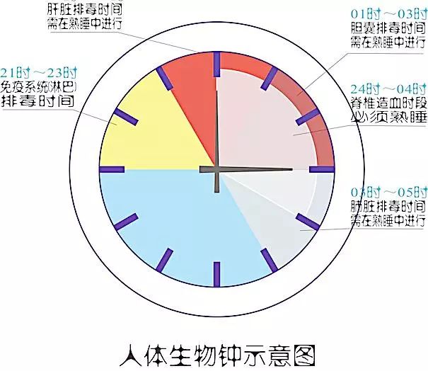 熬夜族请注意人体生物钟