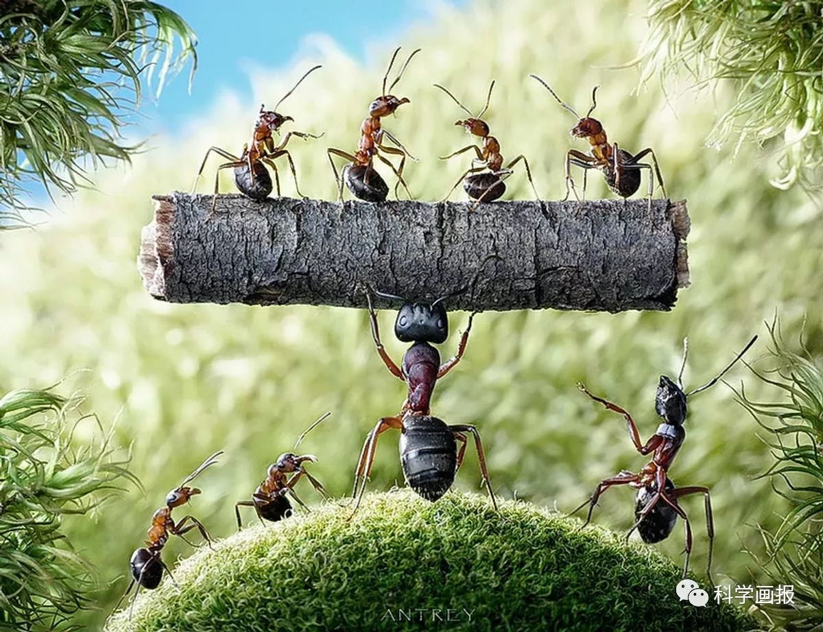 蚂蚁精神素材-蚂蚁精神图片-蚂蚁精神素材图片下载-觅知网
